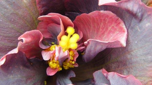 Hibiscus Timeless Treasure