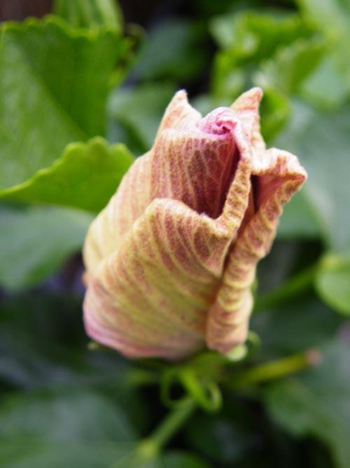 hibiscus key largo