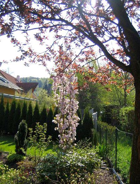 treibt japanische nach spitzendürre neu aus