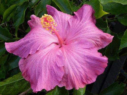 Hibiscus Berried Treasure