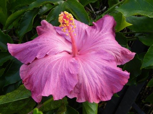 Hibiscus Berried Treasure