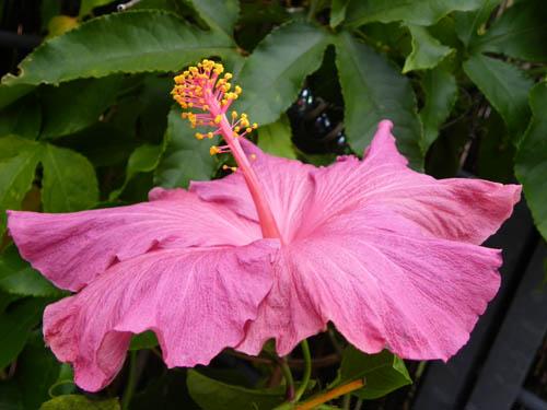 Hibiscus Berried Treasure