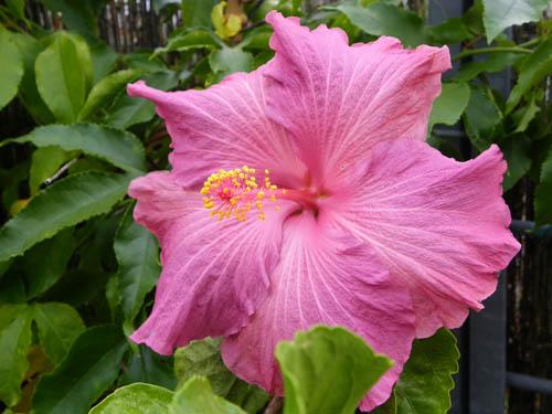 Hibiscus Berried Treasure