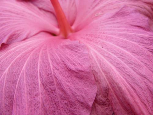 Hibiscus Berried Treasure