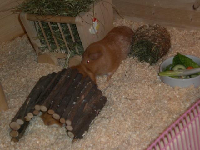 Bild
