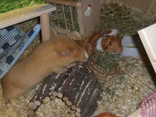 Bild