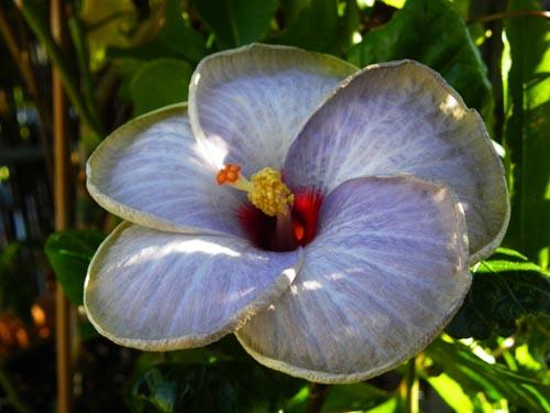 Hibiscus Blue Hawaii