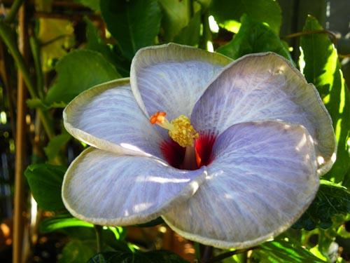 Hibiscus Blue Hawaii