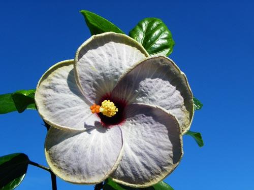 Hibiscus Blue Hawaii