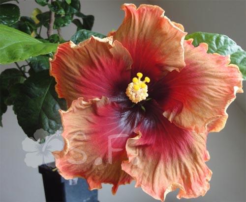 hibiscus midnight serenade