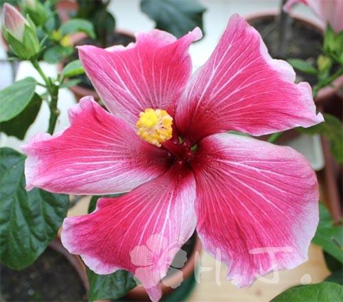 hibiscus amy lynn