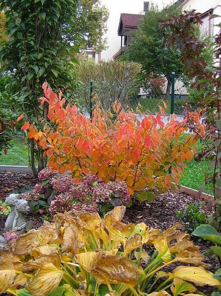 Hat Jemand Den Federbuschstrauch Umgewandelt In Hamamelis Thread