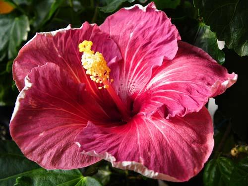 hibiscus night magic
