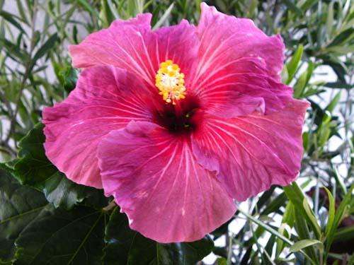 hibiscus night magic