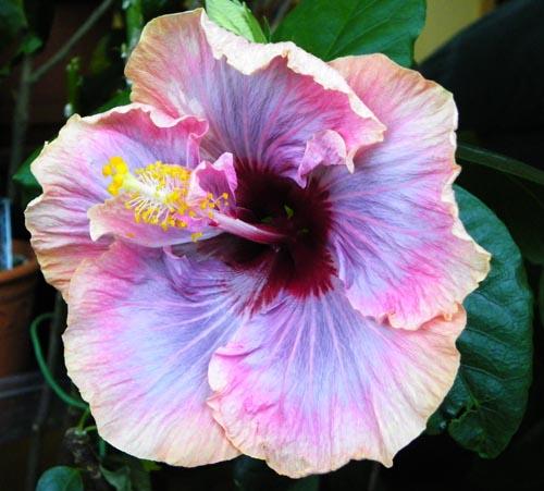 hibiscus Allure