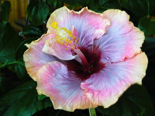 hibiscus allure