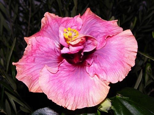 hibiscus allure