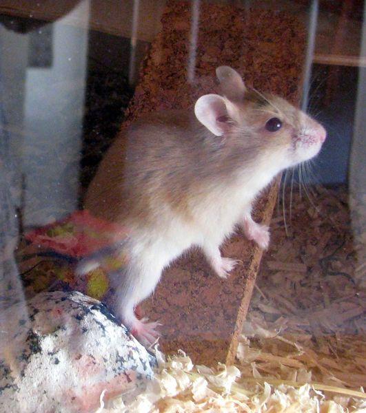 Hamsterbabys Geschlecht Erkennen Geschlecht Bestimmen In Der