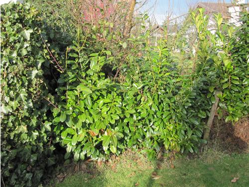 Ideen zu Gartenpavillon gesucht (evtl. sogar selber bauen?) - Mein