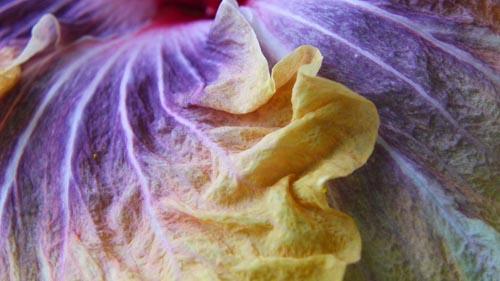 hibiscus portraits e 