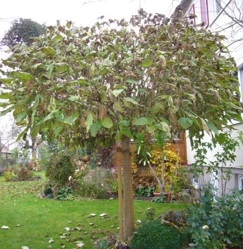 KugelTrompetenbaum Krone schneiden? Mein schöner Garten Forum