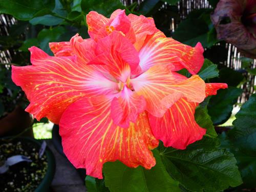 Hibiscus Hyperspace