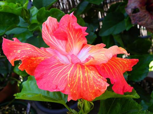 Hibiscus Hyperspace