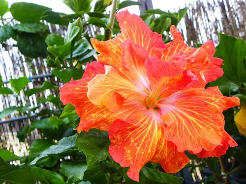 Hibiscus Hyperspace