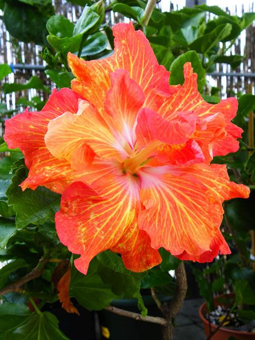 Hibiscus Hyperspace