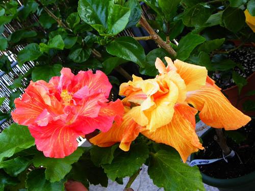 Hibiscus Hyperspace