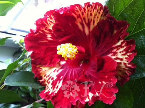 hibiscus black knight