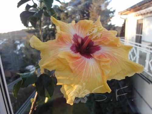 hibiscus tobanga