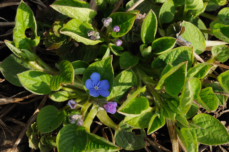 Frühblüher blau&hellip; Garten Gartenforum.de