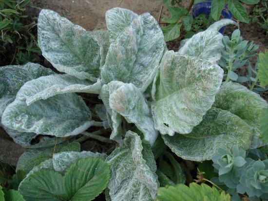 Gartentagebuch im April Teil 1 - Mein schöner Garten Forum