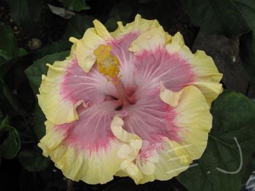Hibiscus Early American