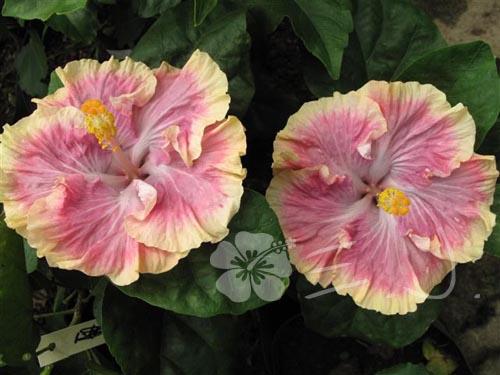 hibiscus early american