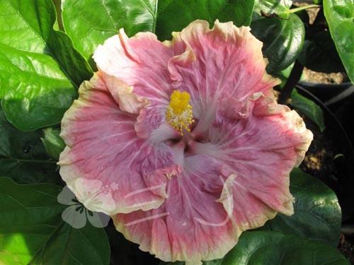 hibiscus early morning