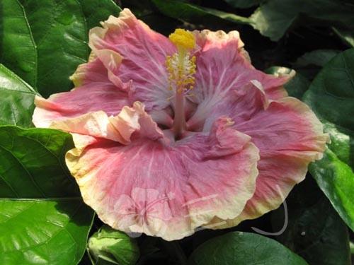 hibiscus early american