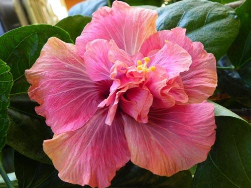 hibiscus allure
