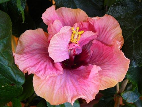 hibiscus allure