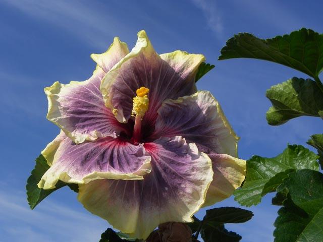 hibiskus