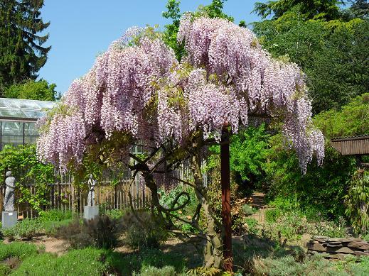 Blauregen Am Baum Pflanzen