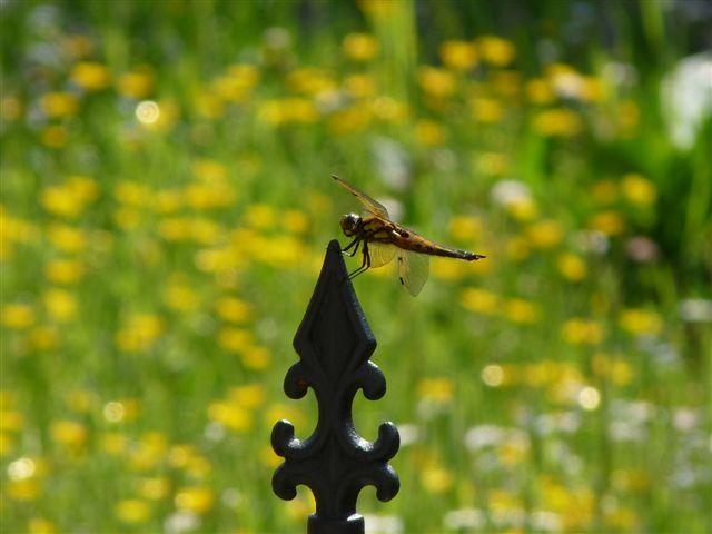 Bild