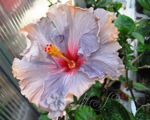 hibiscus blue thunder