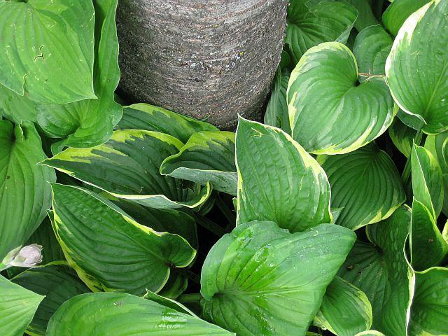 hosta 2011 - Page 45 - Mein schöner Garten Forum