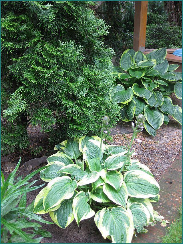 hosta 2011 - Page 45 - Mein schöner Garten Forum