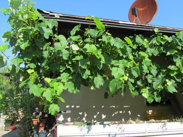 Rebsorten Phonix Wie Weinrebenschnitt Am Spalier Mein Schoner