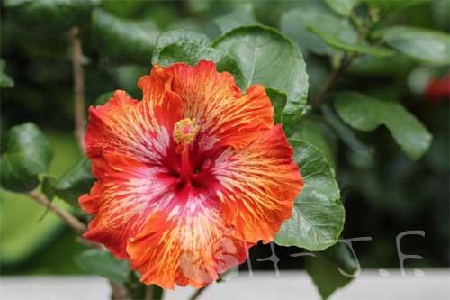 hibiscus lady cilento