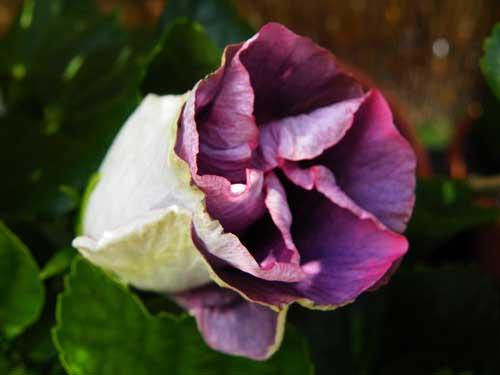 hibiscus at midnight