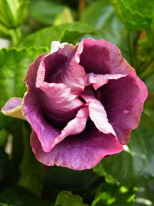hibiscus at midnight